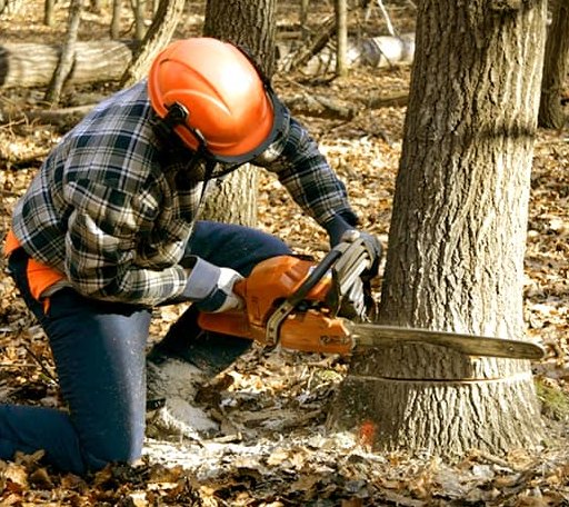 Tree Removal in Ovalo, TX